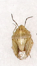 Aeliomorpha pumila