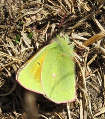 Colias meadii