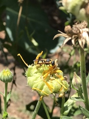Euodynerus hidalgo viereckii