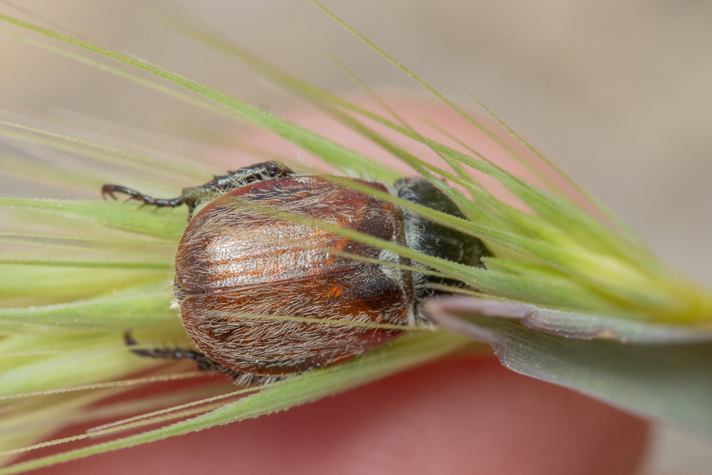 Brancoplia klapperichi