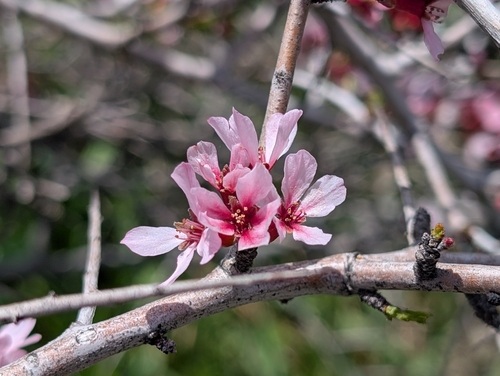 Prunus spinosissima (Bunge) Franch.