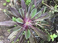 Plantago subnuda