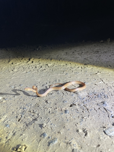 Brown Tree Snake sighting