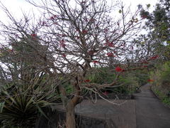 Erythrina corallodendron