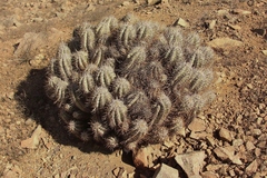 Copiapoa solaris