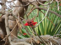 Erythrina corallodendron