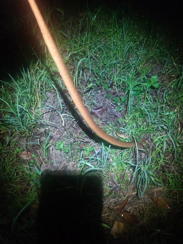 Brown Tree Snake sighting