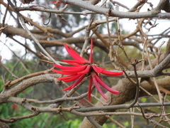 Erythrina corallodendron
