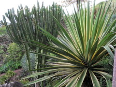 Agave angustifolia marginata