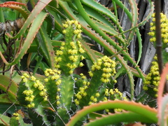 Euphorbia pseudocactus