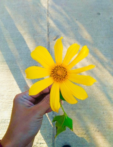 Mexican sunflower