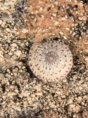 Xerocrassa prietoi