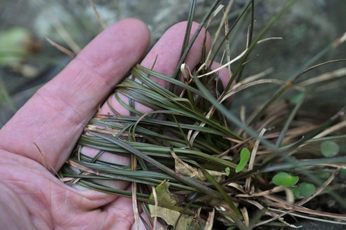 Carex punicea, photograph 6