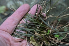 Carex punicea, photograph (c) Christopher Stephens, some rights reserved (CC BY-SA)