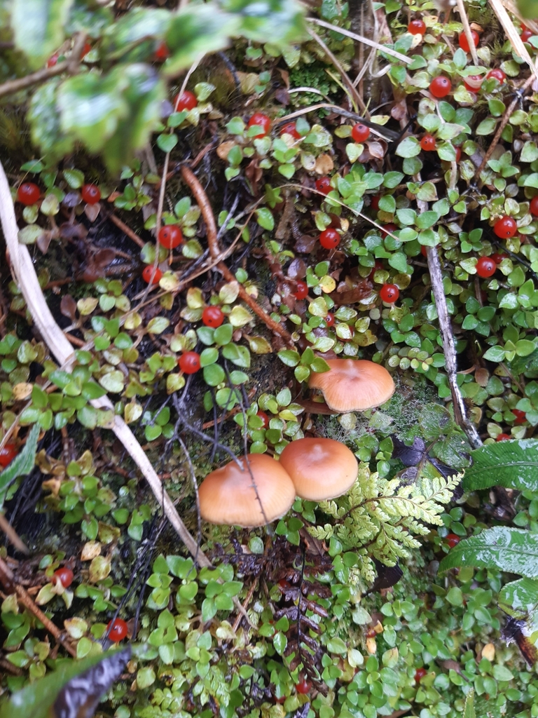 Galerina patagonica · April 2025 · photo: © georgecox (iNaturalist, cc0)