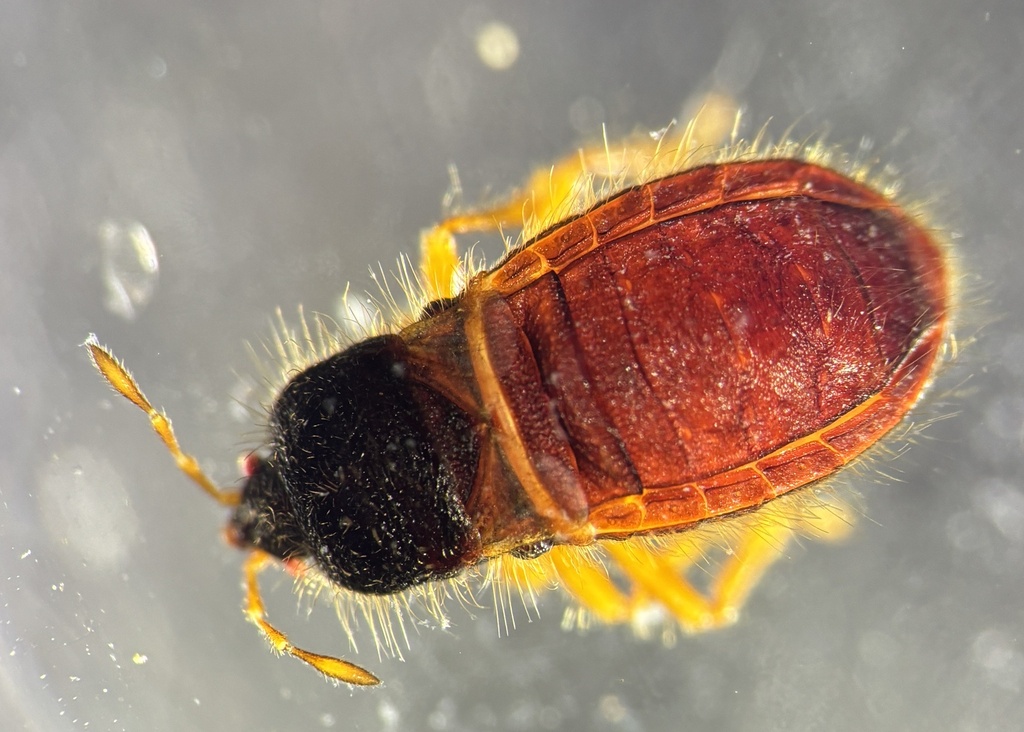 Dimorphopterus pilosus