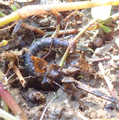 Cormocephalus rubriceps