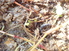 Cormocephalus rubriceps