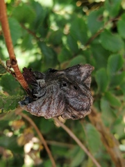 Eriosoma lanuginosum