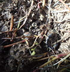 Cormocephalus rubriceps