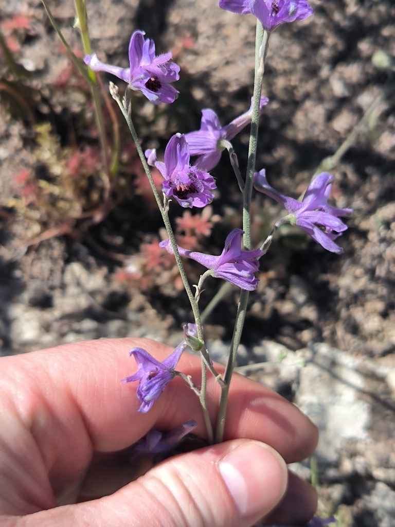 Delphinium tomentosum