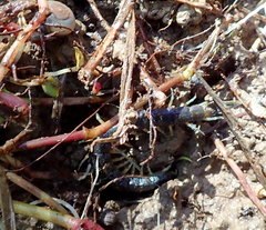 Cormocephalus rubriceps