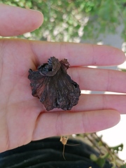 Eriosoma lanuginosum