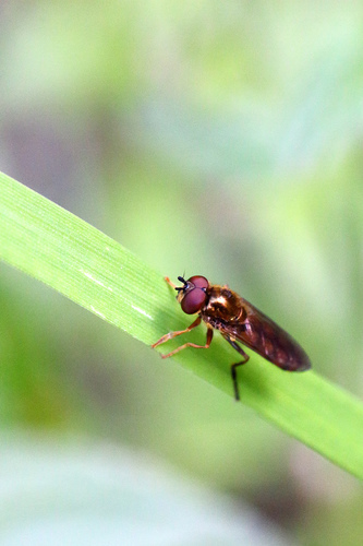 Platycheirus scambus