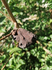 Eriosoma lanuginosum