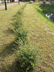Spiraea cinerea