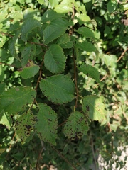 Eriosoma lanuginosum