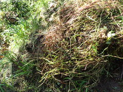 Cormocephalus rubriceps