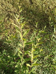 Spiraea cinerea