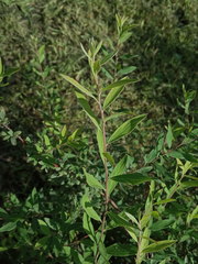 Spiraea cinerea