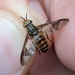 Atlantic Deer Fly - Photo (c) Nathaniel Sharp, some rights reserved (CC BY-NC), uploaded by Nathaniel Sharp