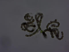 Dolichospermum lemmermannii