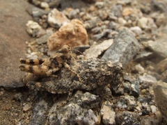 Tetrixocephalus