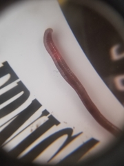 Lumbricus rubellus