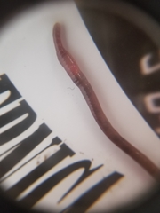 Lumbricus rubellus