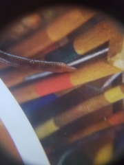 Lumbricus rubellus