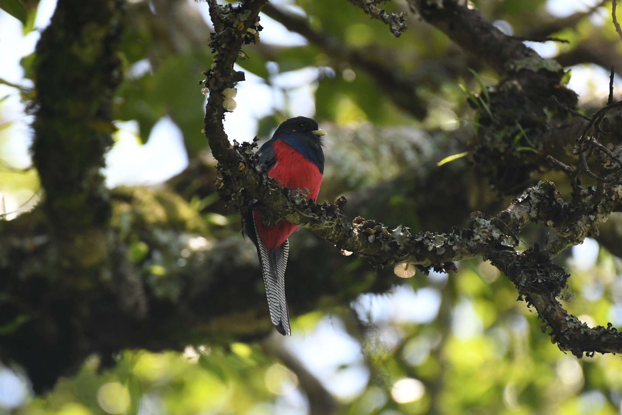 Bar-tailed Trogon (Apaloderma vittatum), photo 1