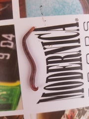 Lumbricus rubellus