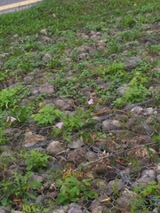 Calystegia sepium spectabilis
