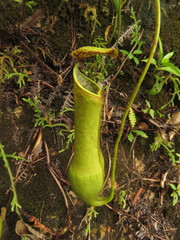 Nepenthes