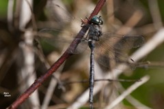 Aeshna canadensis
