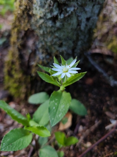 Image of Stellaria corei by (c) Will Kuhn, some rights reserved (CC BY)