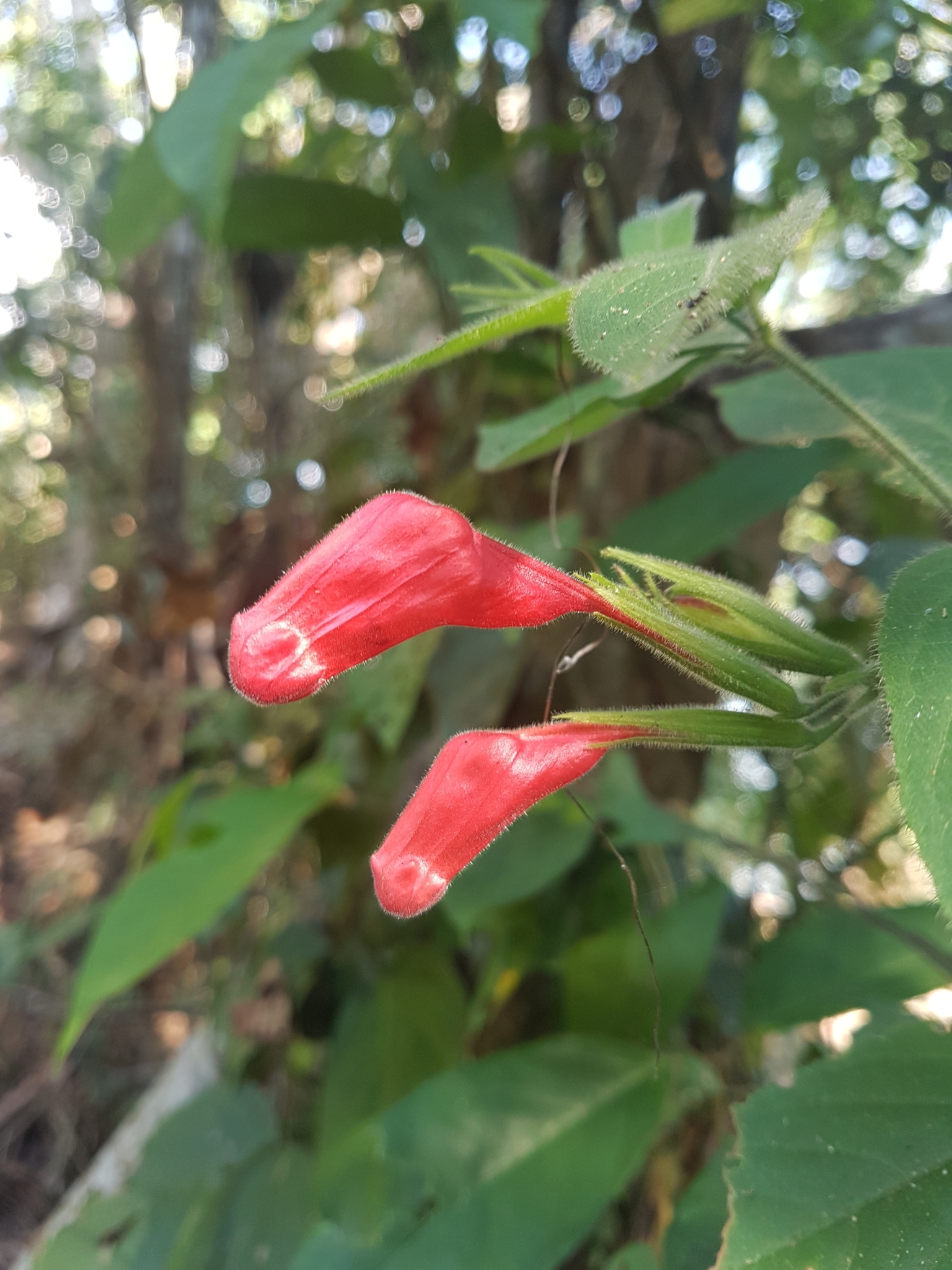 Ruellia inflata