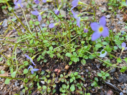 Image of Houstonia serpyllifolia by (c) Will Kuhn, some rights reserved (CC BY)