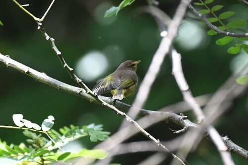 Brown Woodland Warbler (Phylloscopus umbrovirens), photo 10