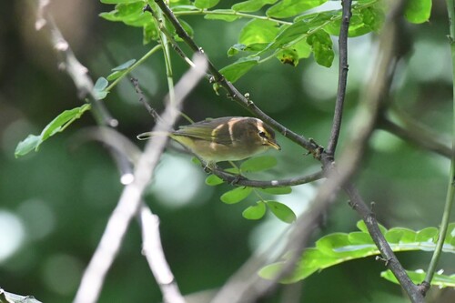 Brown Woodland Warbler (Phylloscopus umbrovirens), photo 3